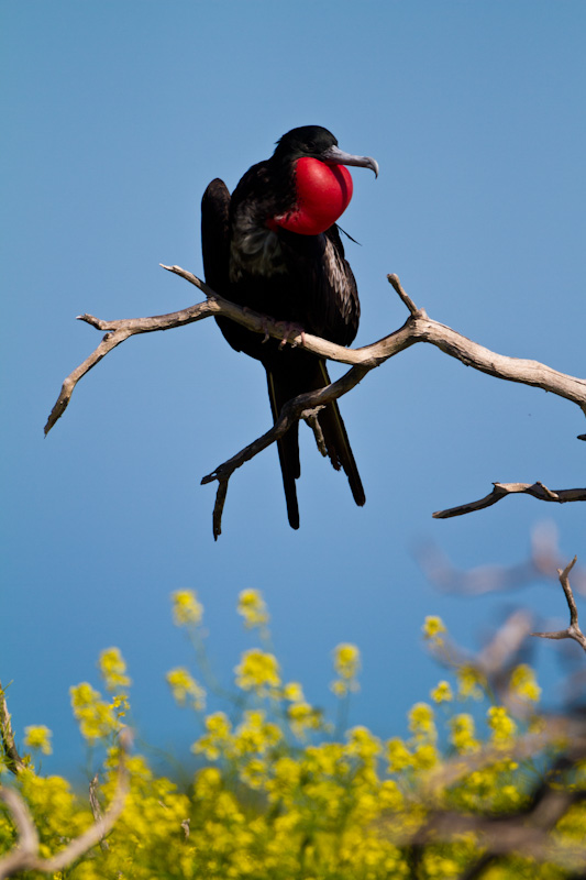 Great Frigatebird