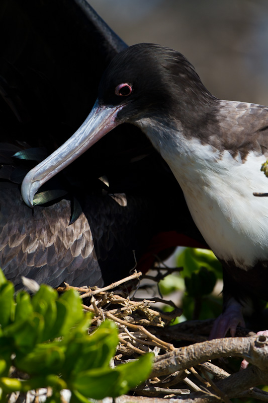 Great Frigatebird