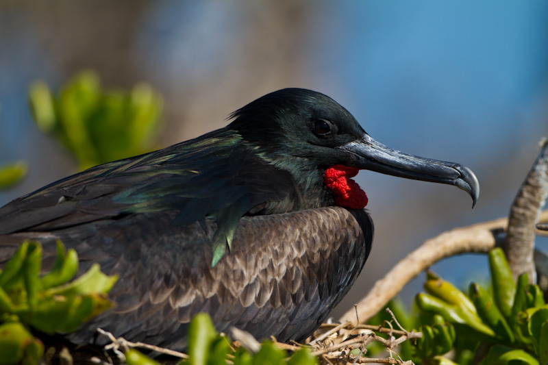 Great Frigatebird