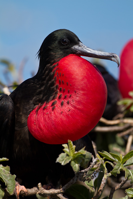 Great Frigatebird