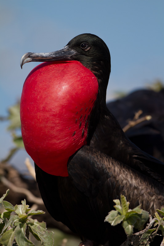 Great Frigatebird