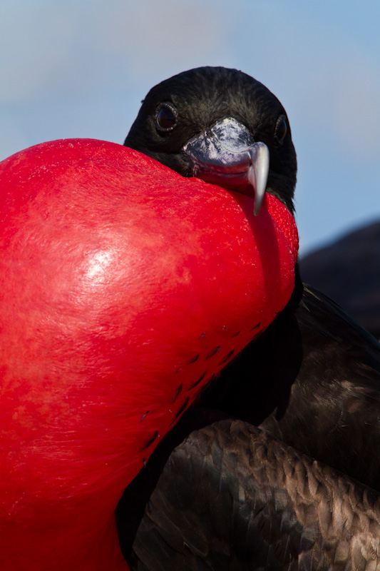 Great Frigatebird