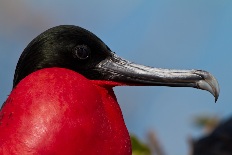 Great Frigatebird