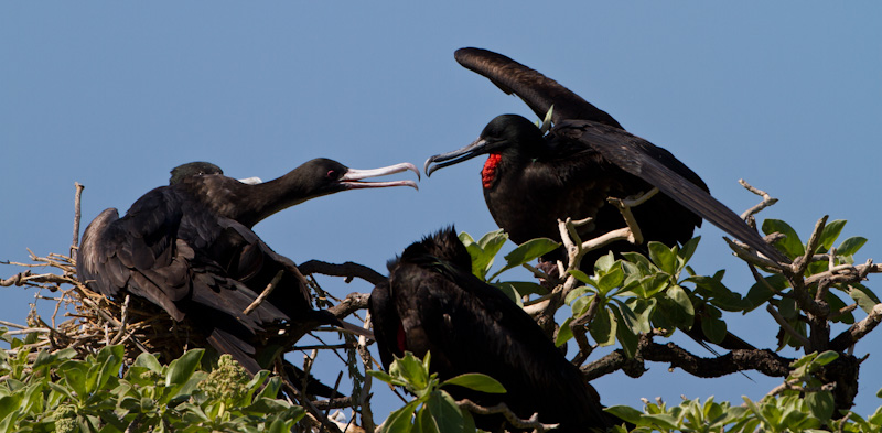 Great Frigatebirds