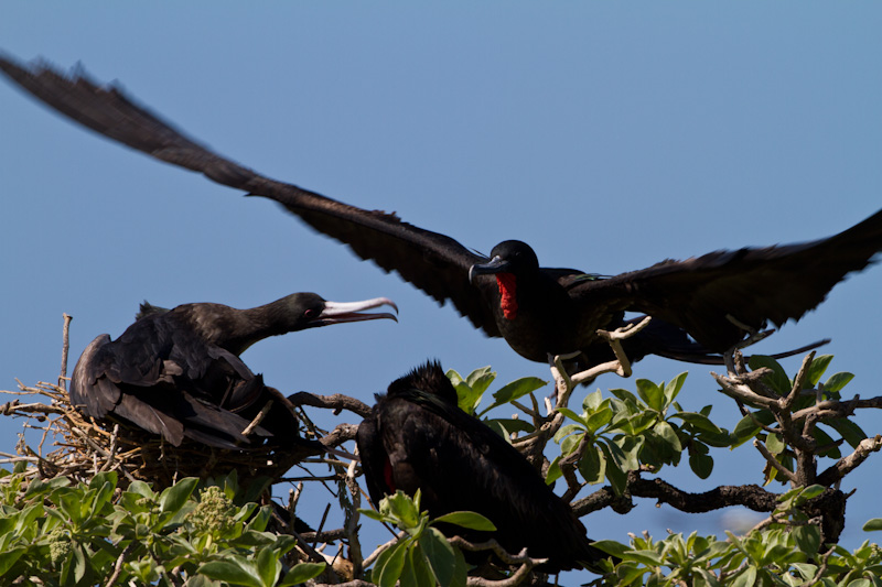 Great Frigatebirds