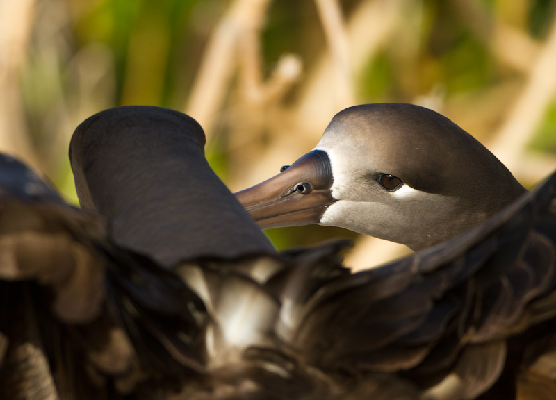 Black-Footed Albatross