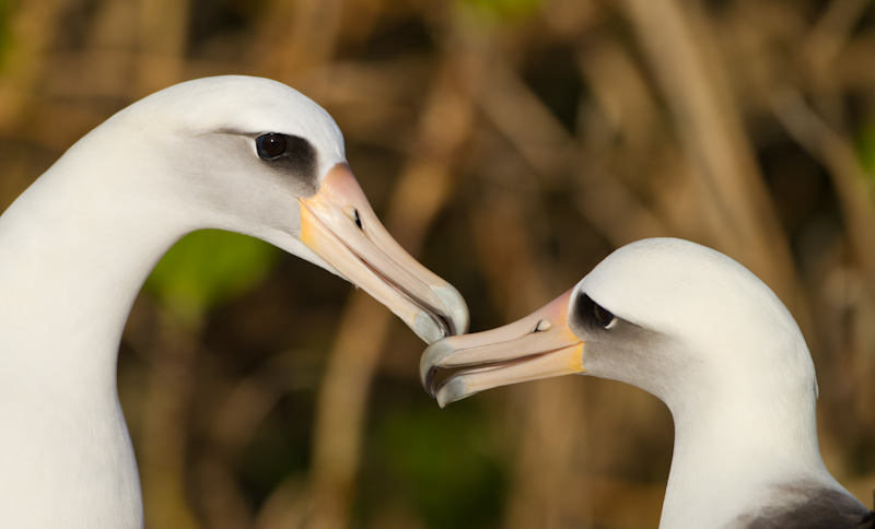 Laysan Albatross