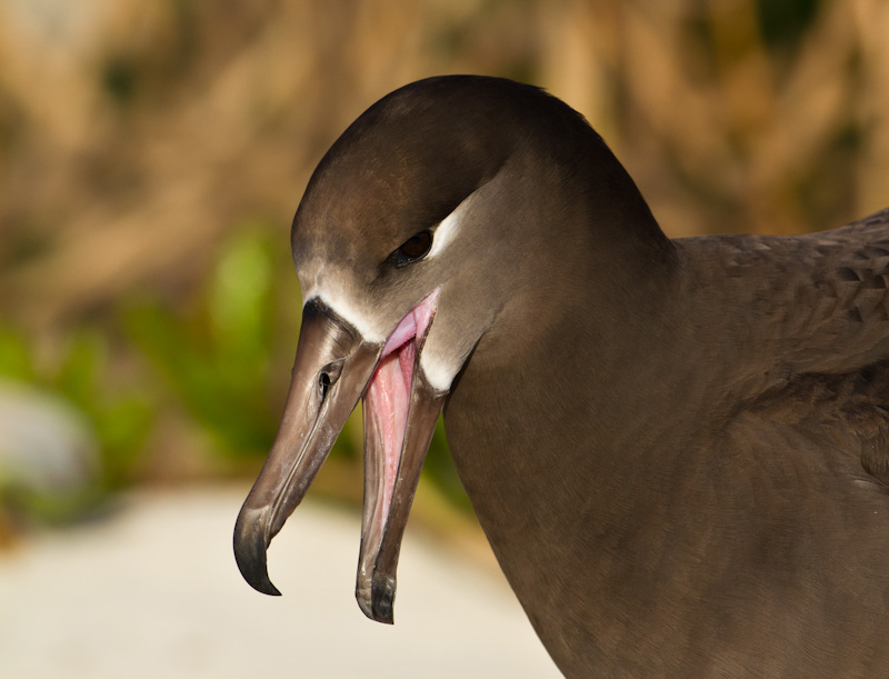 Black-Footed Albatross