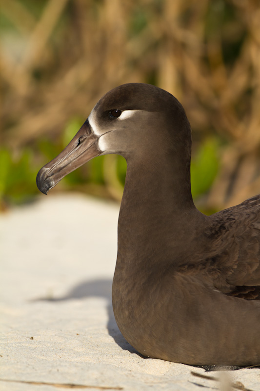 Black-Footed Albatross