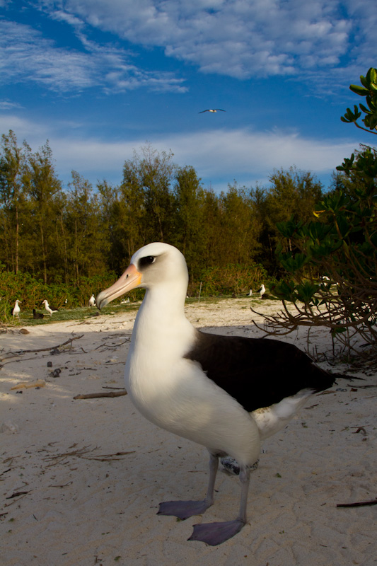 Laysan Albatross