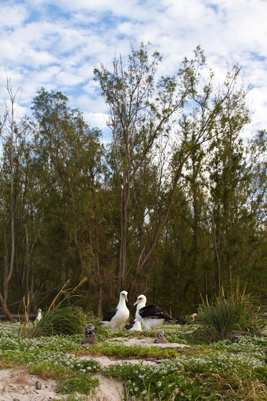 Laysan Albatross And Chicks