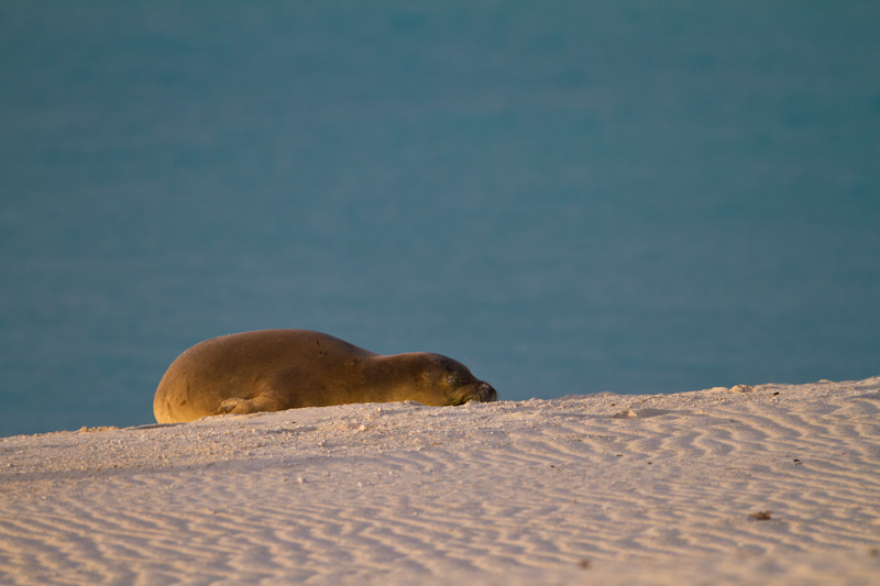 Hawaiian Monk Seal On Beach