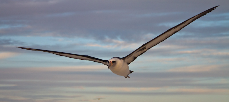 Laysan Albatross In Flight