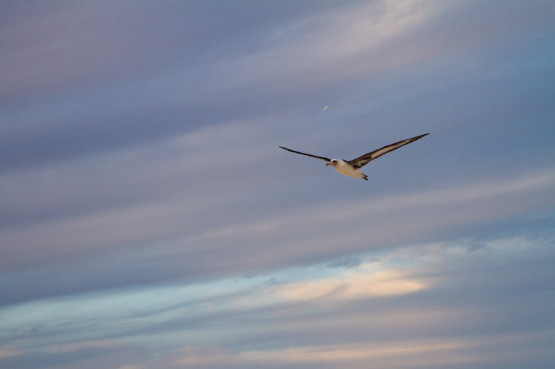 Laysan Albatross In Flight