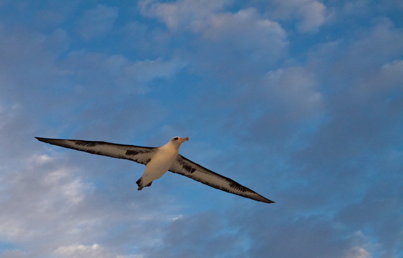 Laysan Albatross In Flight