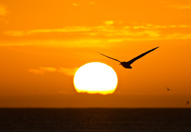 Laysan Albatross Silhouetted At Sunset