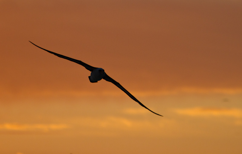 Laysan Albatross Silhouetted At Sunset