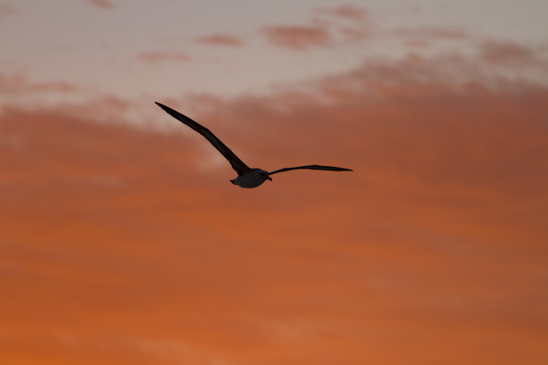 Laysan Albatross Silhouetted At Sunset