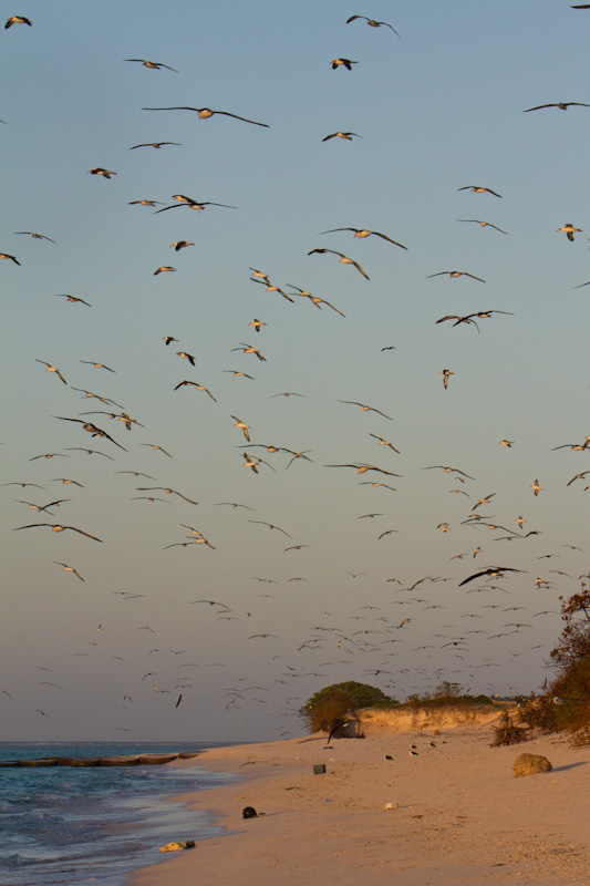 Laysan Albatross Above Beach