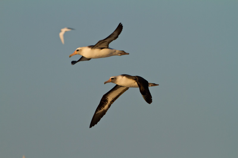 Laysan Albatross In Flight