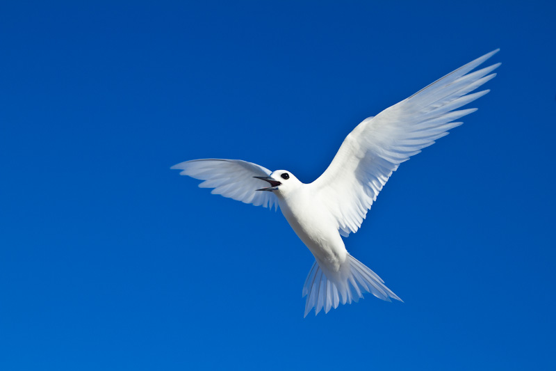 White Tern In Flight