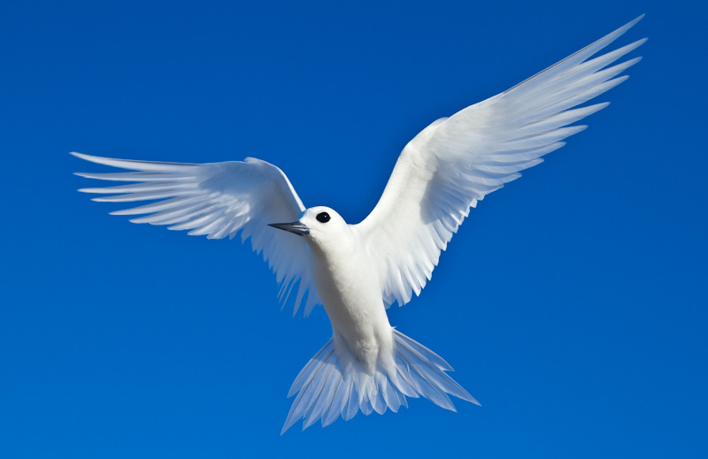 White Tern In Flight