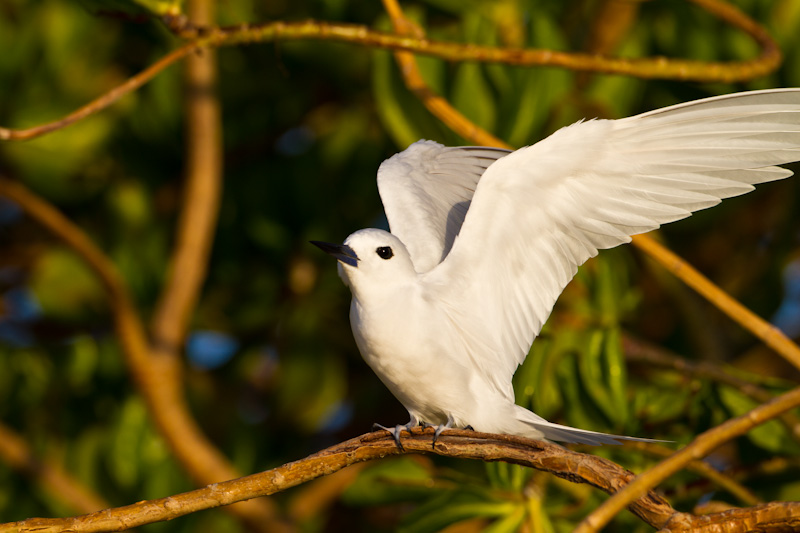 White Tern