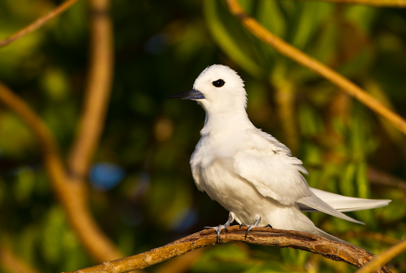 White Tern