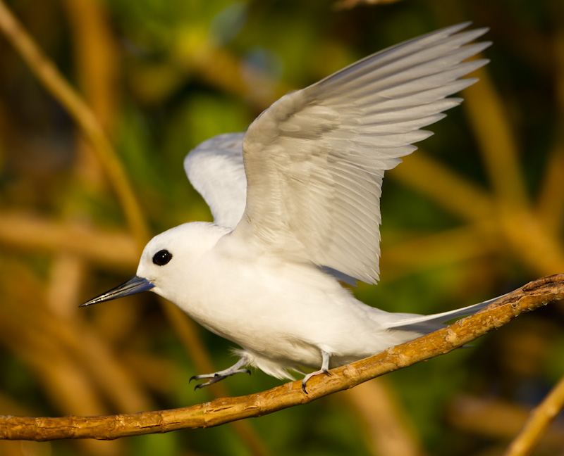 White Tern