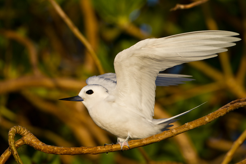 White Tern