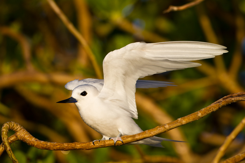 White Tern