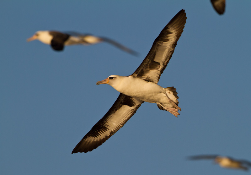 Laysan Albatross In Flight