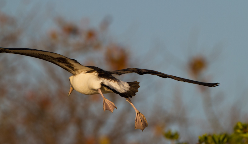 Laysan Albatross Taking Flight