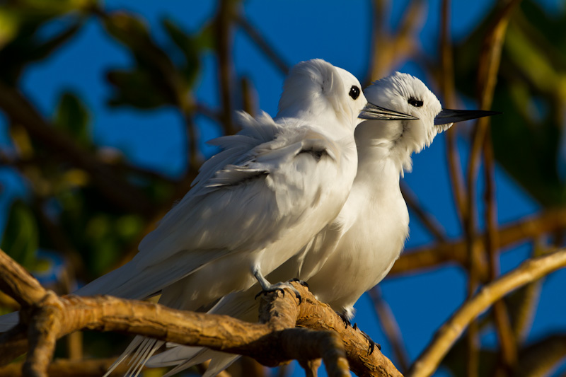 White Terns