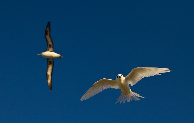 White Tern In Flight