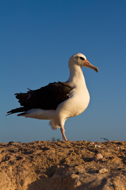 Laysan Albatross