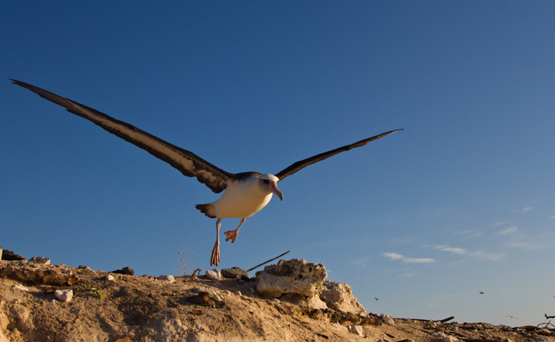 Laysan Albatross Taking Flight