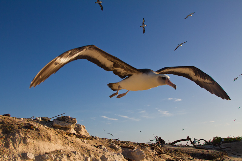 Laysan Albatross Taking Flight