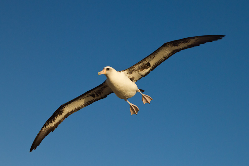 Laysan Albatross In Flight