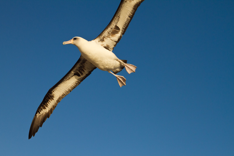 Laysan Albatross In Flight