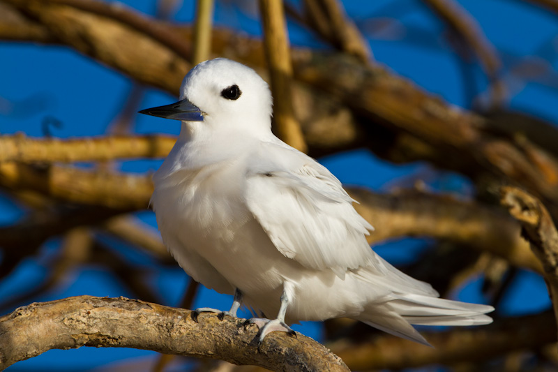 White Tern