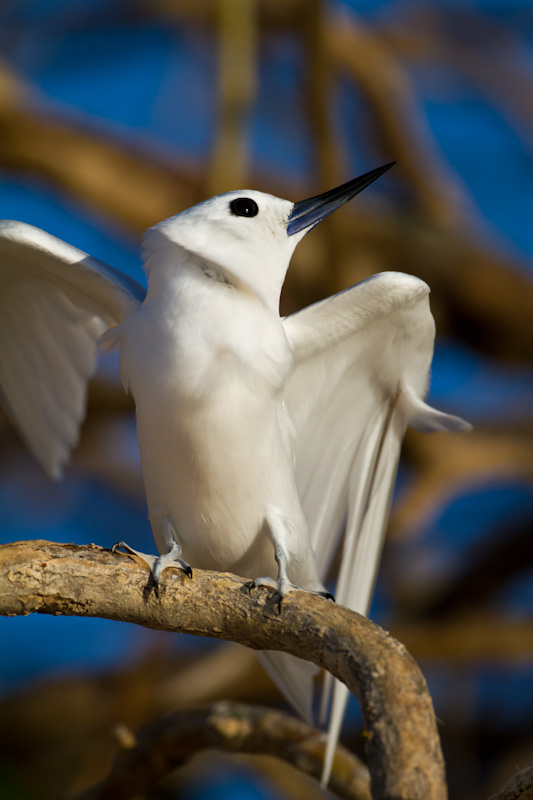 White Tern