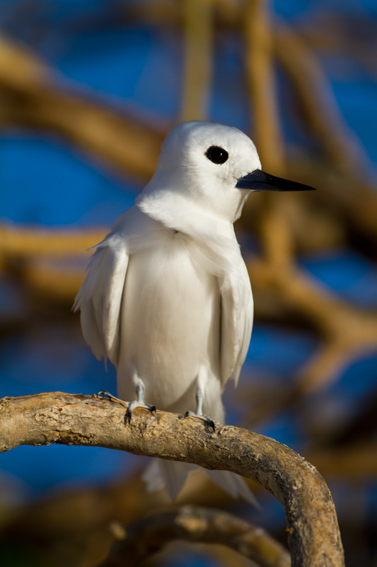 White Tern