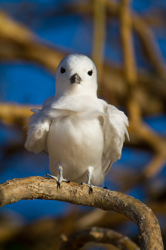 White Tern