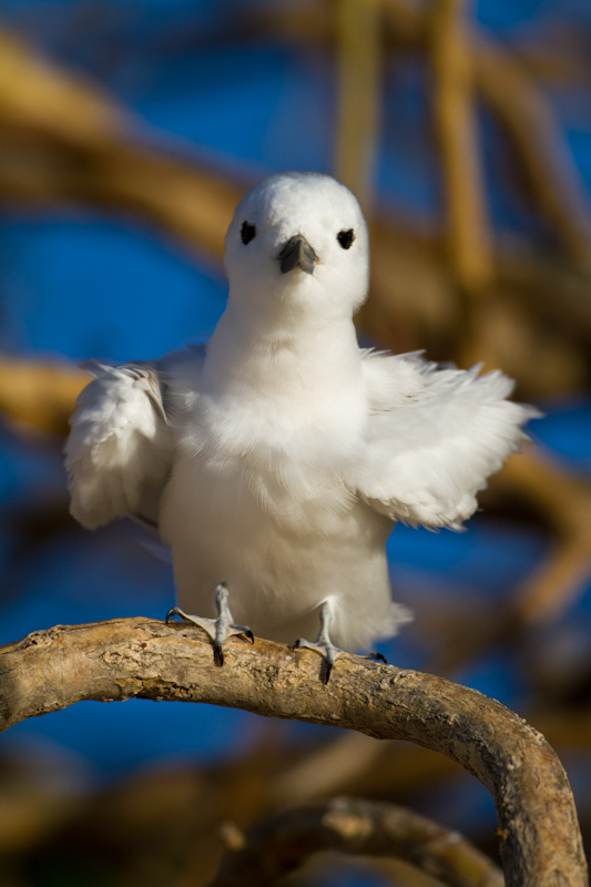 White Tern