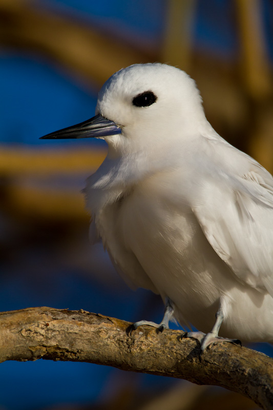 White Tern