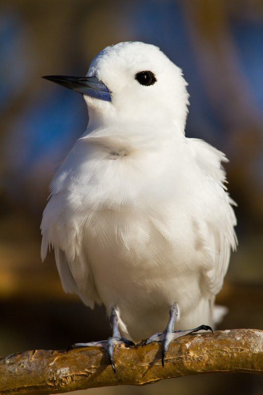 White Tern