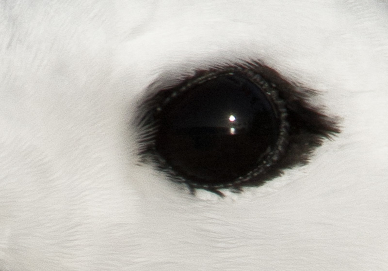 Sunrise Reflected In Eye Of White Tern