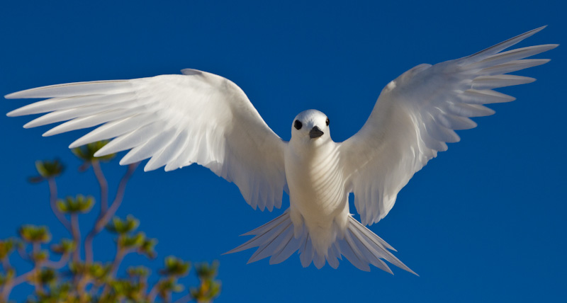 White Tern In Flight