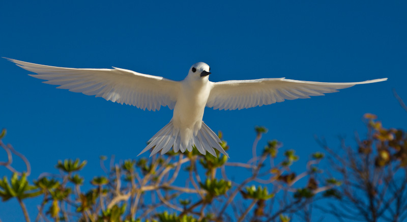 White Tern In Flight